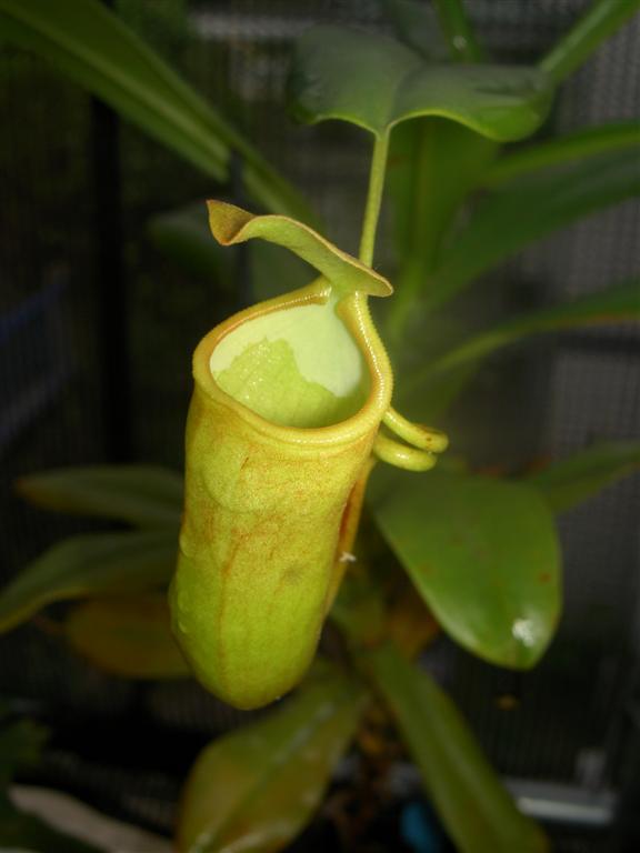 Nepenthes ventricosa x madagascariensis